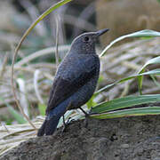 Blue Rock Thrush