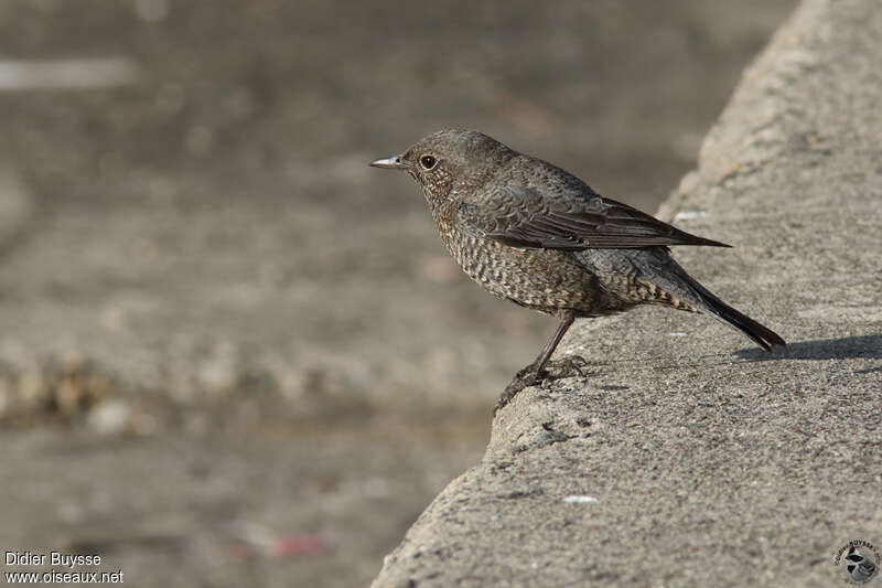 Blue Rock Thrush female adult post breeding, pigmentation