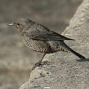 Blue Rock Thrush