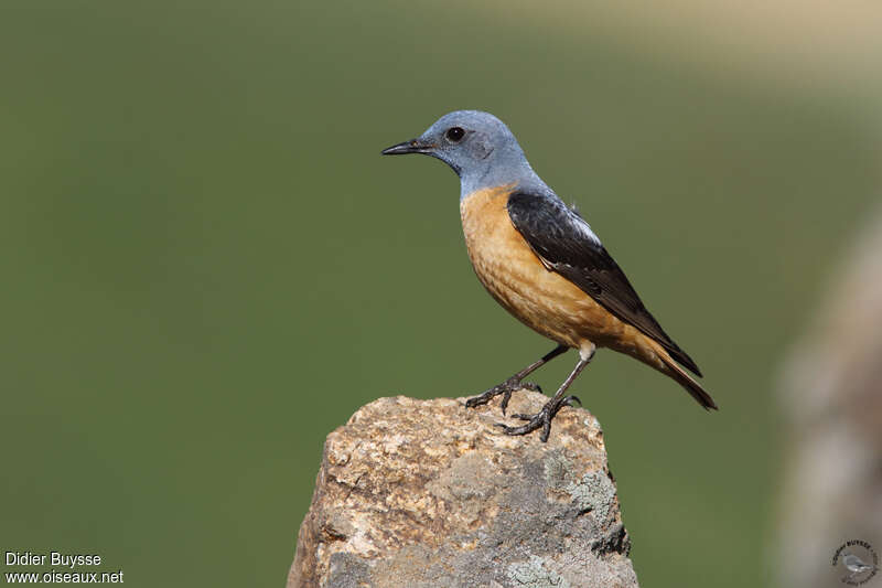 Common Rock Thrush male adult breeding, identification