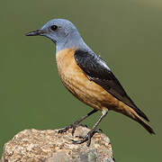 Common Rock Thrush