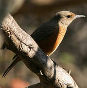 Cape Rock Thrush