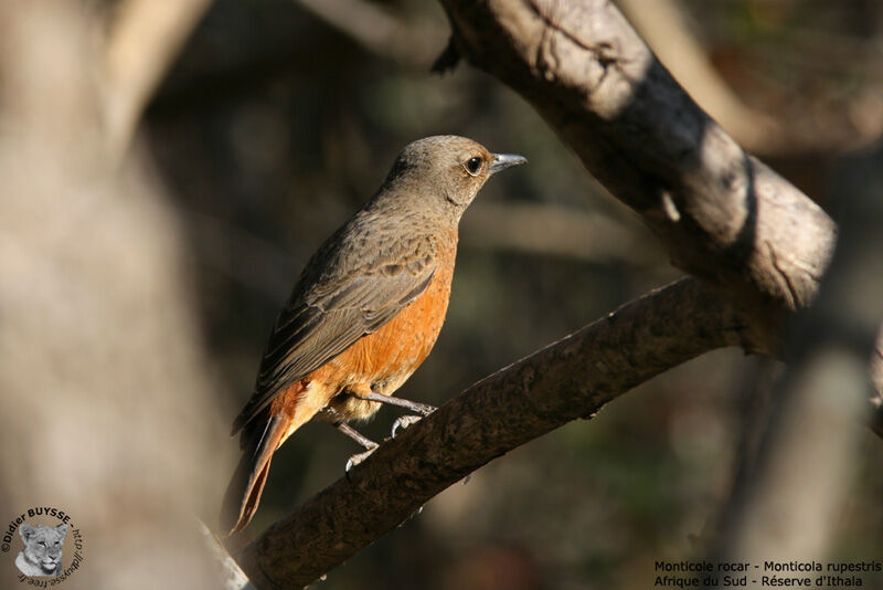 Cape Rock Thrush, identification