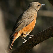 Cape Rock Thrush