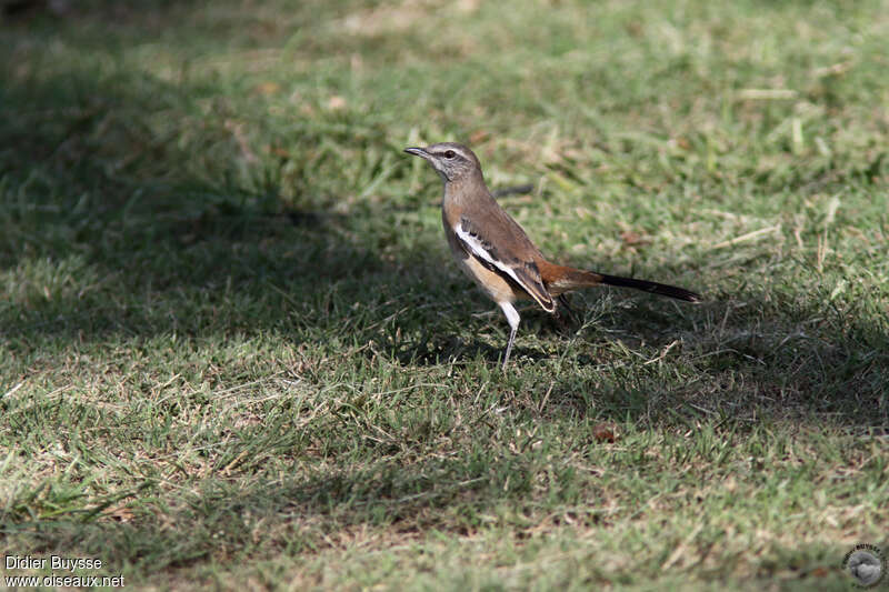 White-banded Mockingbirdadult, habitat, pigmentation, walking, Behaviour