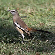 White-banded Mockingbird