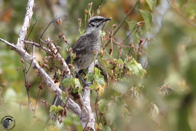 Long-tailed Mockingbirdadult, identification