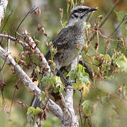 Long-tailed Mockingbird