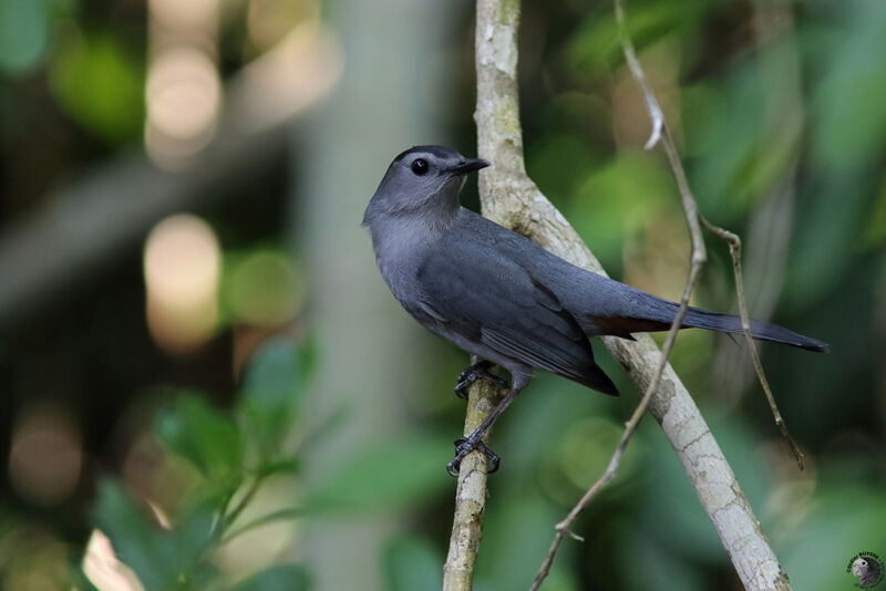 Grey Catbirdadult, identification