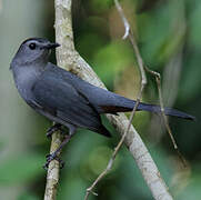 Grey Catbird