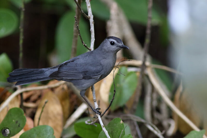 Grey Catbirdadult, identification