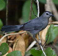 Grey Catbird