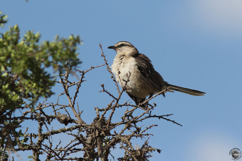 Chalk-browed Mockingbirdadult, identification