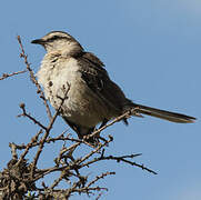 Chalk-browed Mockingbird