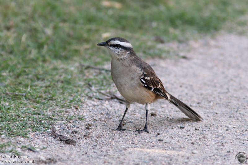 Chalk-browed Mockingbirdadult, close-up portrait