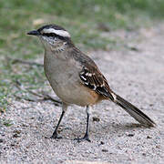 Chalk-browed Mockingbird