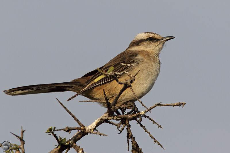 Chalk-browed Mockingbirdadult, identification