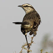 Chalk-browed Mockingbird