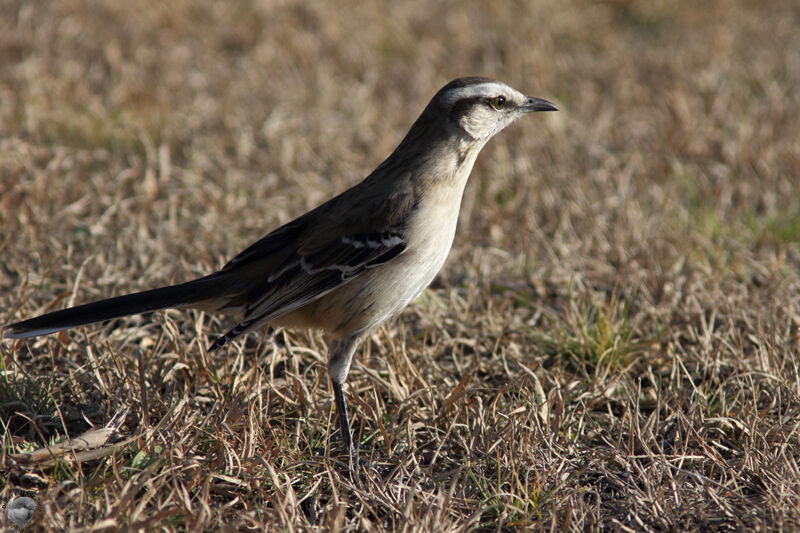 Chalk-browed Mockingbirdadult, identification