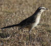 Chalk-browed Mockingbird