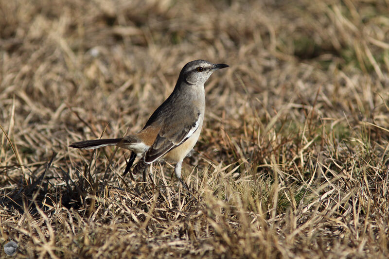 Moqueur plombéadulte, identification