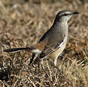 Chalk-browed Mockingbird