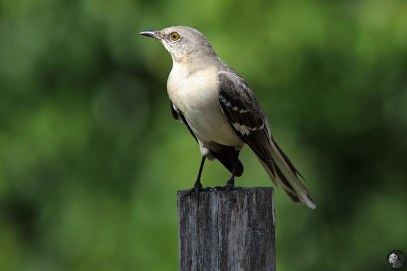 Moqueur polyglotteadulte, identification