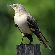 Northern Mockingbird