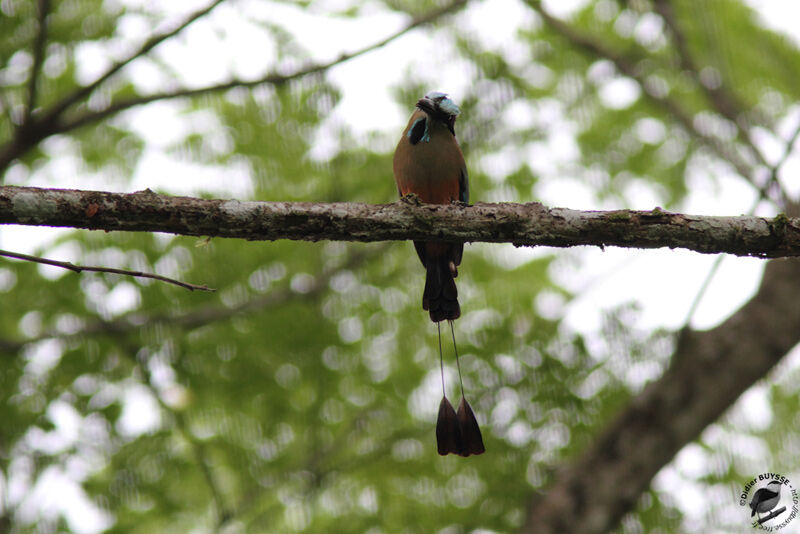 Motmot à sourcils bleusadulte, identification