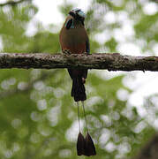 Turquoise-browed Motmot