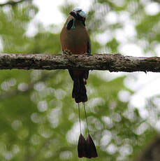 Motmot à sourcils bleus