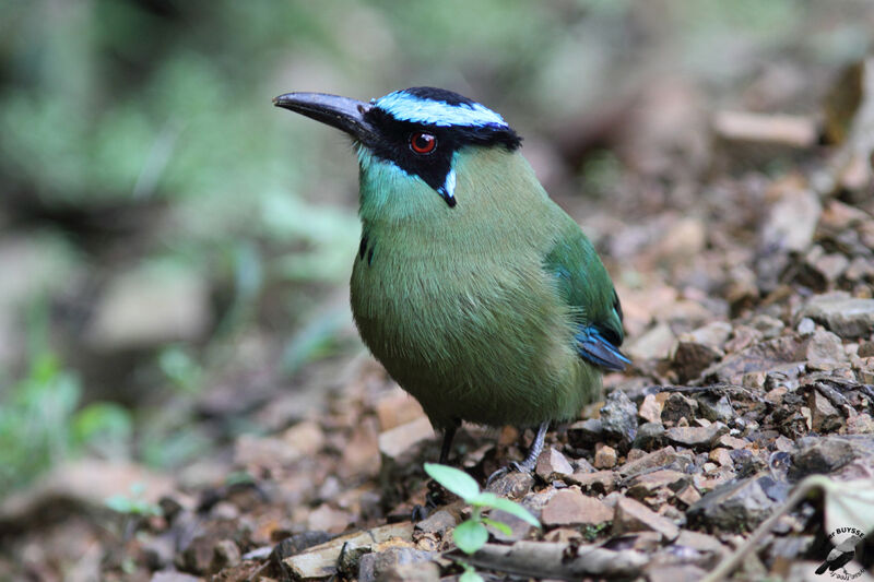 Andean Motmotadult, identification