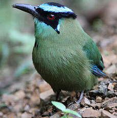 Motmot d'Équateur