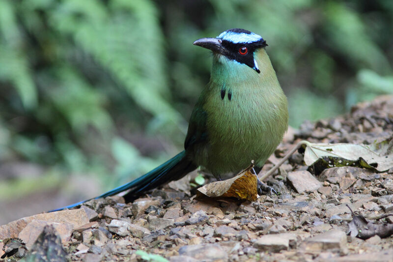 Motmot d'Équateuradulte, identification