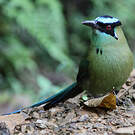 Motmot d'Équateur