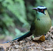 Motmot d'Équateur