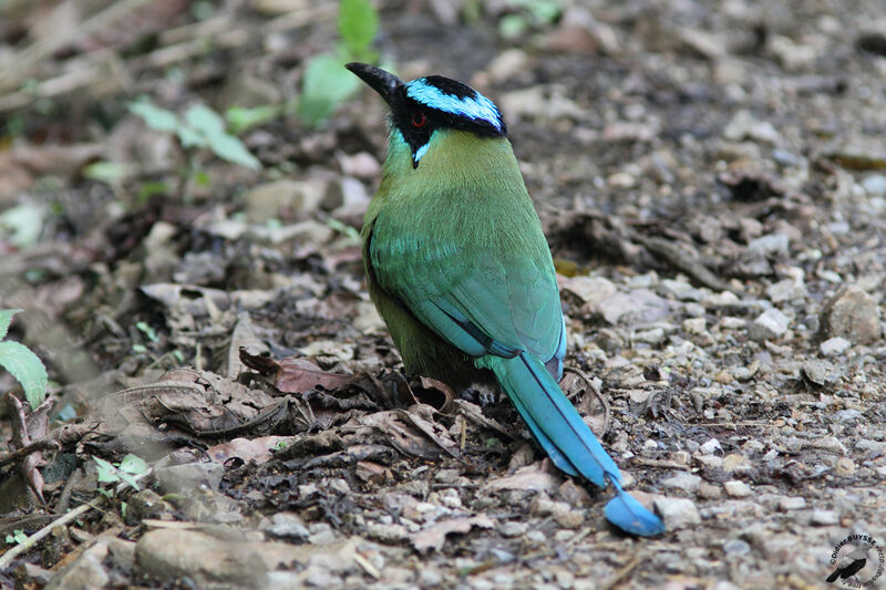 Andean Motmotadult, identification