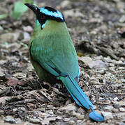 Motmot d'Équateur