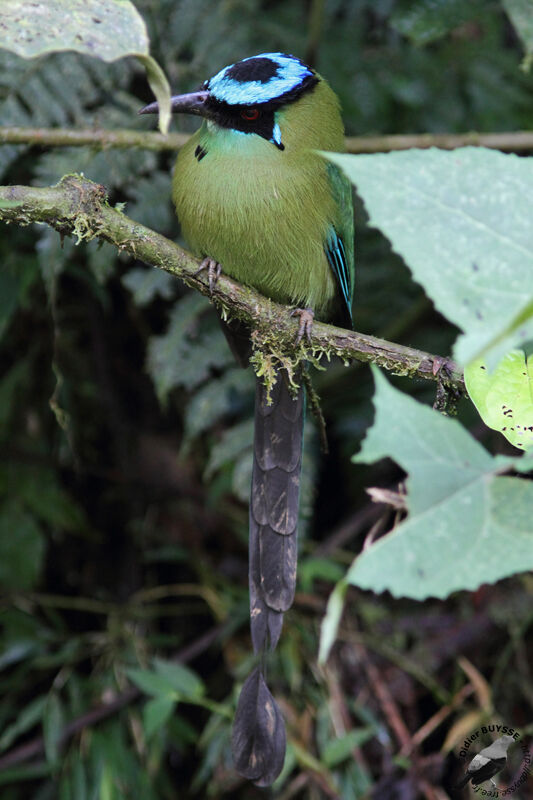 Motmot d'Équateuradulte, identification