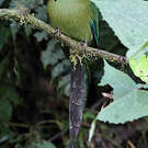 Motmot d'Équateur