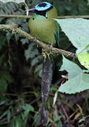 Motmot d'Équateur