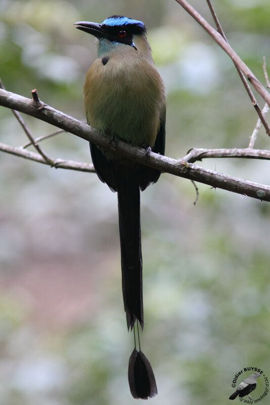 Motmot d'Équateuradulte, identification