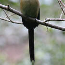 Motmot d'Équateur