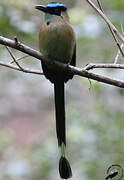 Motmot d'Équateur