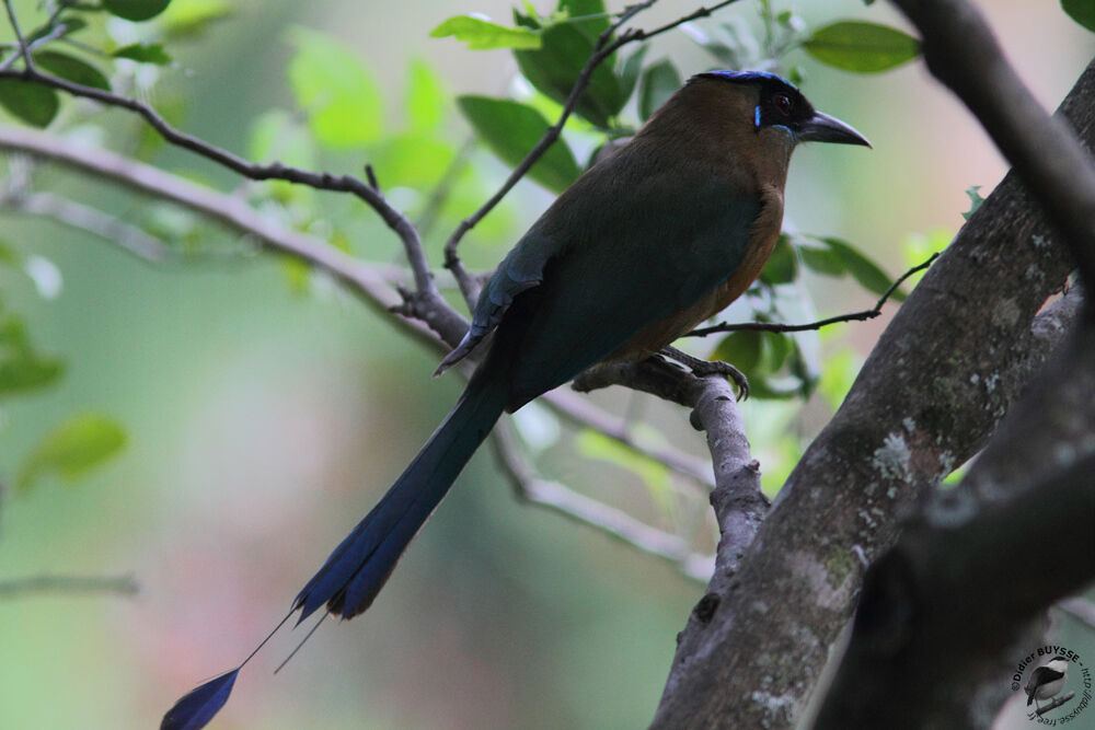 Lesson's Motmot, identification