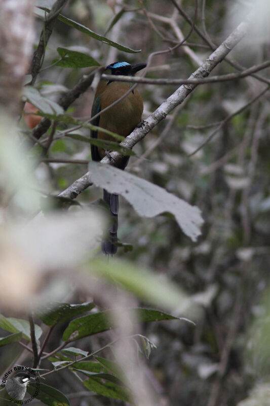 Motmot houtouc, identification