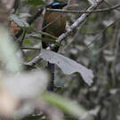 Motmot houtouc