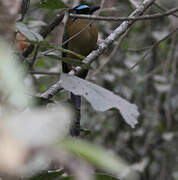 Amazonian Motmot