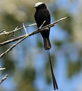 Long-tailed Tyrant