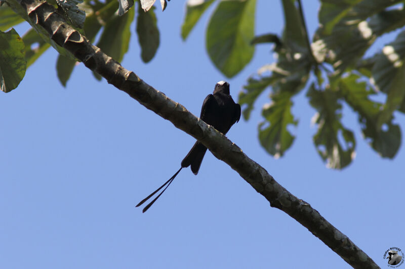 Long-tailed Tyrantadult, identification